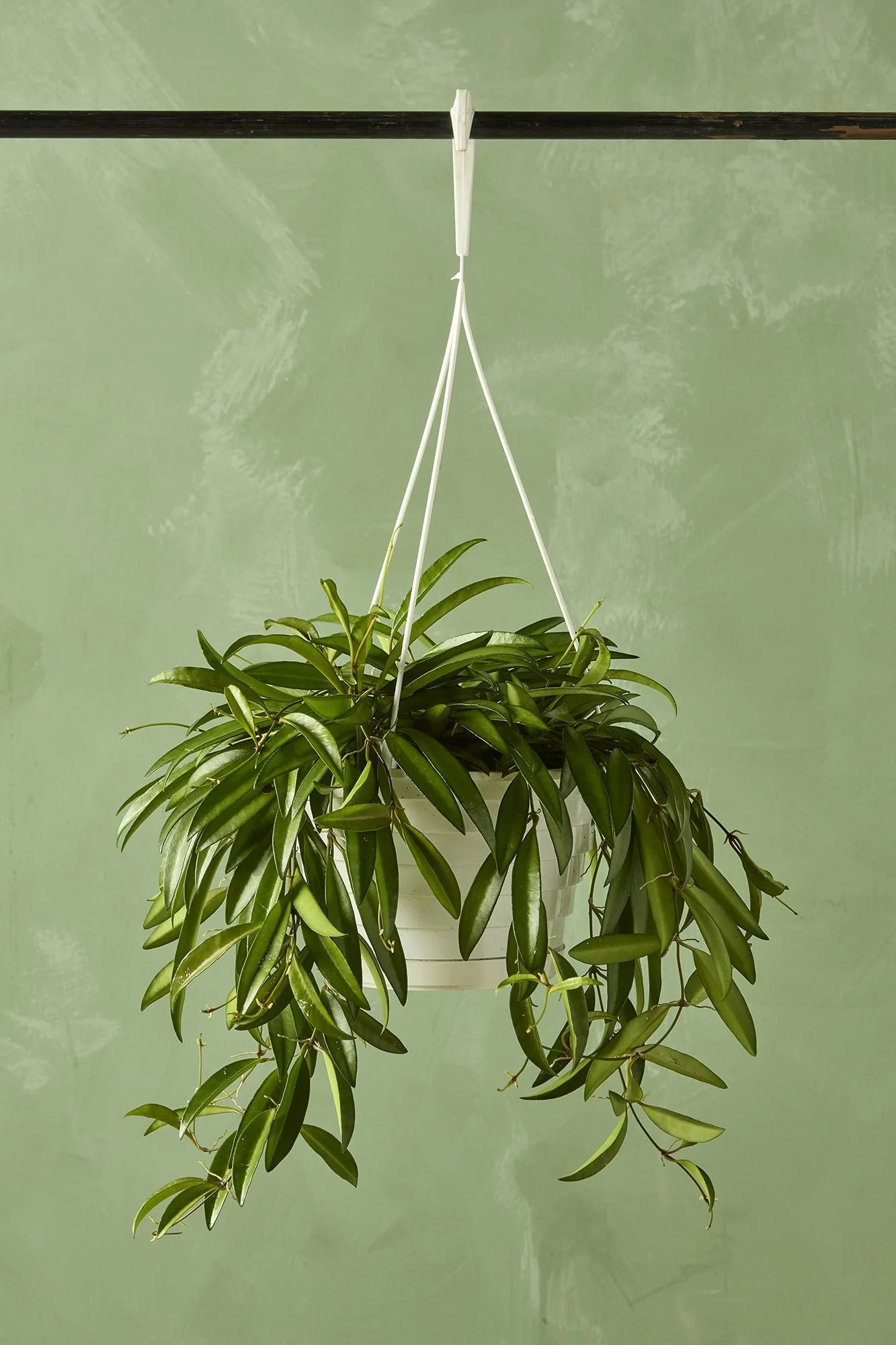 NEW PLANTS